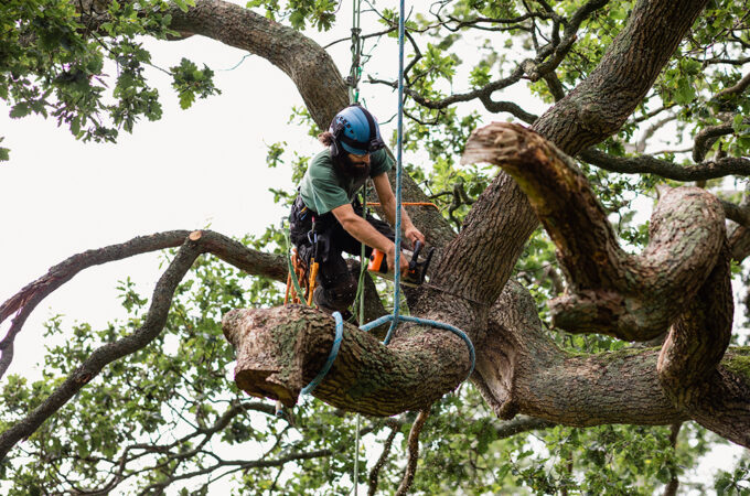 Why You Need A Professional Tree Trimming Service Dallas Fort Worth Area