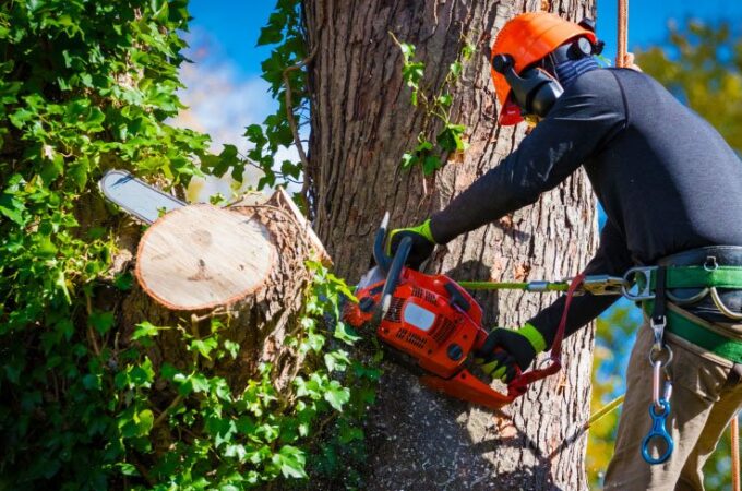 Professional Tree Services in Napier: Expert Tips and Advice
