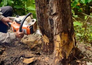 Top Tree Services Benefits for Portland Homeowners