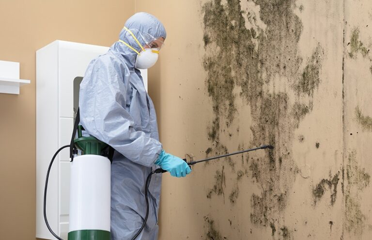 Mold Warrior Kansas: Protecting Homes, Health, and Peace of Mind