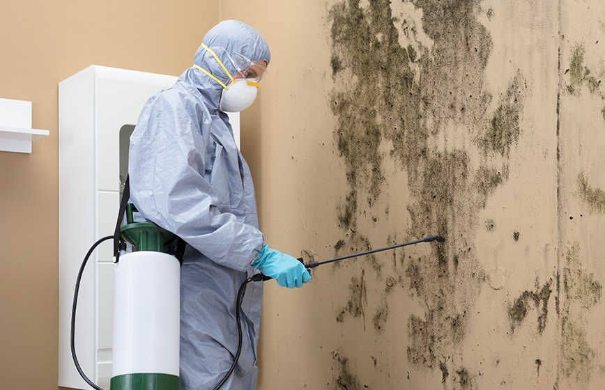 mold remediation
